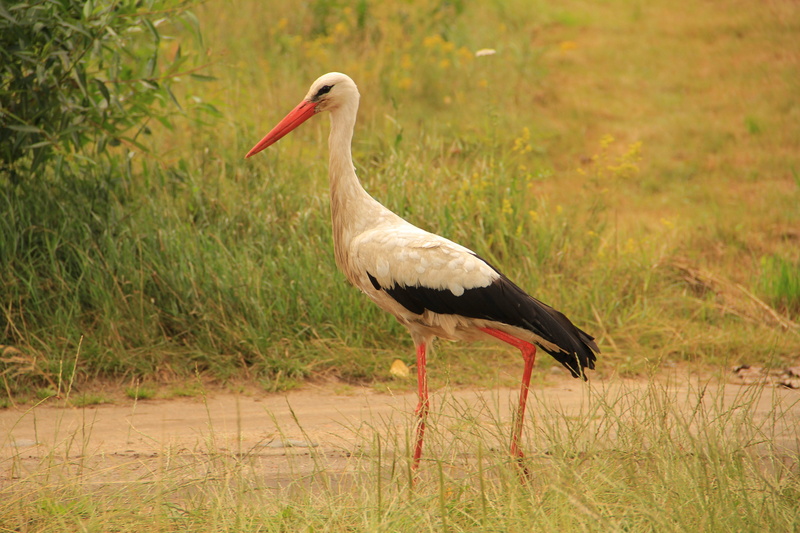animal body part, water, full length, side view, meadow, nature, animal themes, freshwater bird, outdoors, grass, stork, vertebrate, animal wildlife, no people
