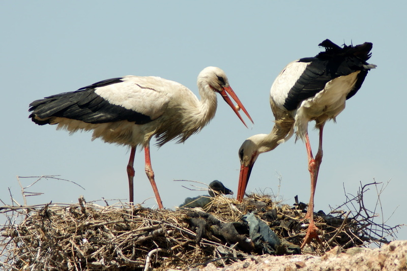two, animal themes, feather, 1080P, vertebrate, nest, clear sky, standing, color Image, bird nest, birds, two animals, red, outdoors, animal, no People