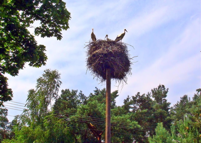 animals, trees, 1080P, summer, nest, storks