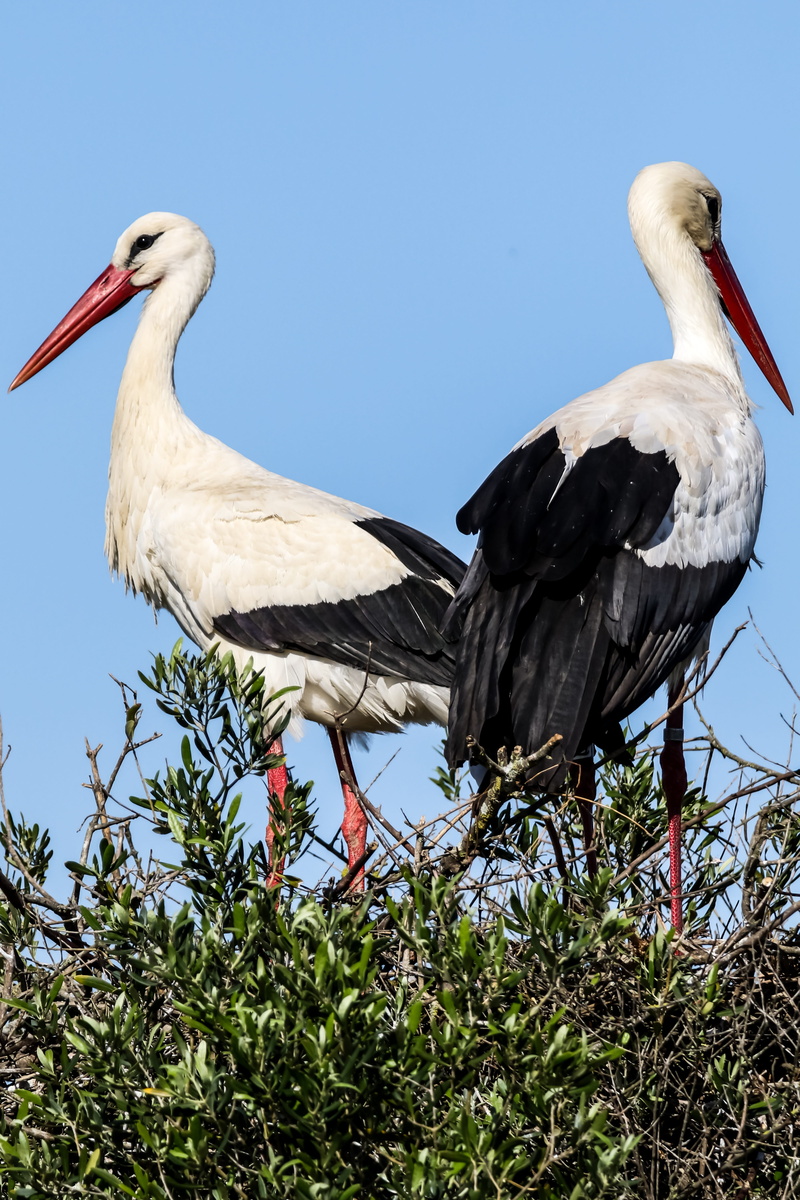 plant, doñana, animal family, animals in the wild, vertebrate, no people, animal wildlife, perching, beak, low angle view, clear sky, animal themes, huelva
