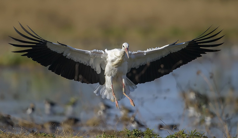 Wildlife, White stork, Stork, 1080P, Bird, Birds