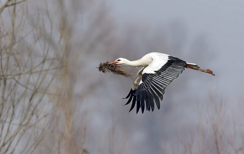 White stork, Wildlife, Bird, 1080P, Birds, Stork