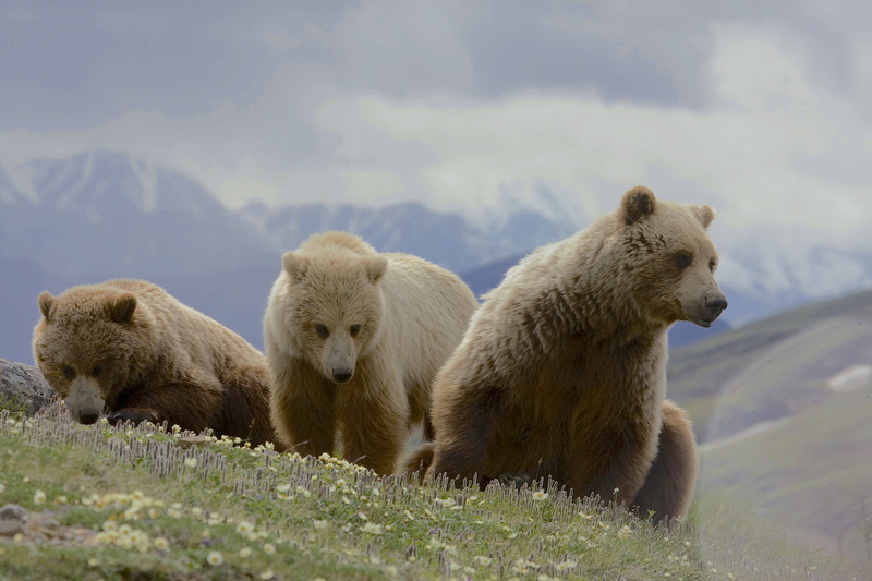 Denali National Park, Gregory, grizzly, photo, grizzlies, Smith, omnivore, mammal, animal, Grizzly Bear, foggy, ursus, alaska - Usa State, brown Bear, nature