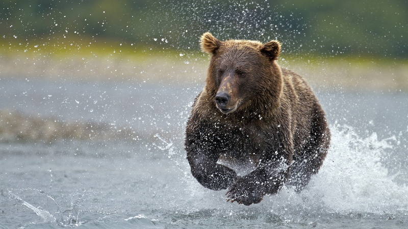 focus on foreground, forest, winter, animal, motion, spray, grizzly, mammal, outdoors, large, river, carnivore, animal wildlife, vertebrate, brown Bear