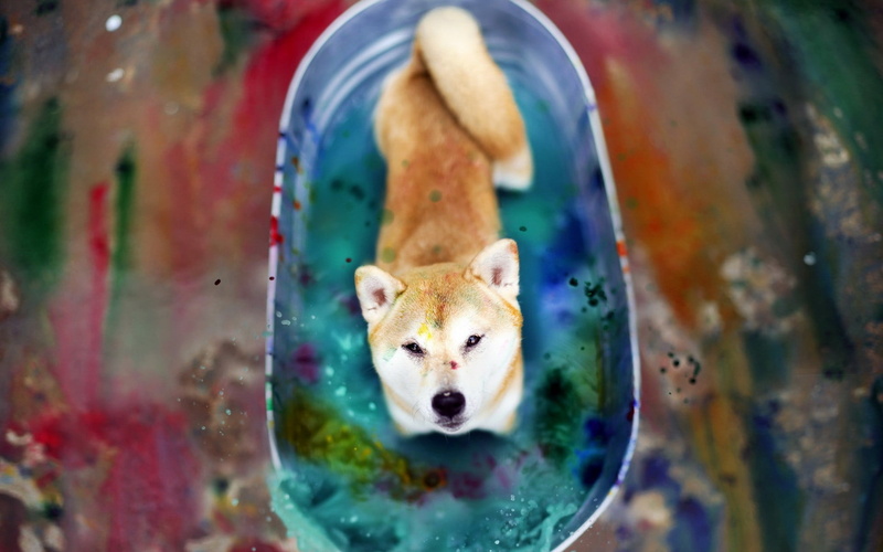 Shiba Inu, dog, animals, 1080P, Japanese Akita, pet, Akita, colorscape