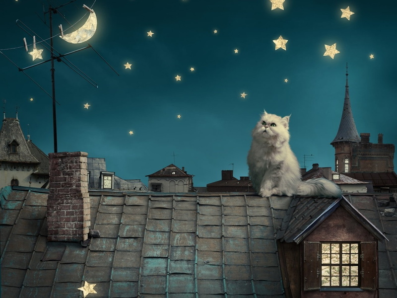 cat, persian cat, fantasy art, night, rooftops, 720P, Moon, stars