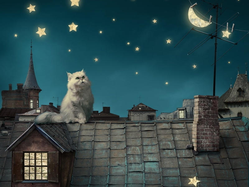 Persian Cat, stars, night, 720P, fantasy Art, cat, Moon, Rooftops