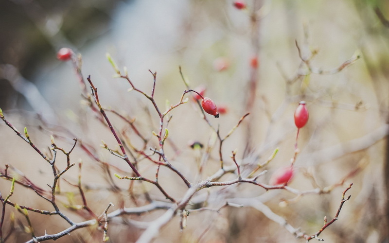 twig, 1080P, dire, tree, brown, Hybrid R-Design by Volvo V60 2015, berries