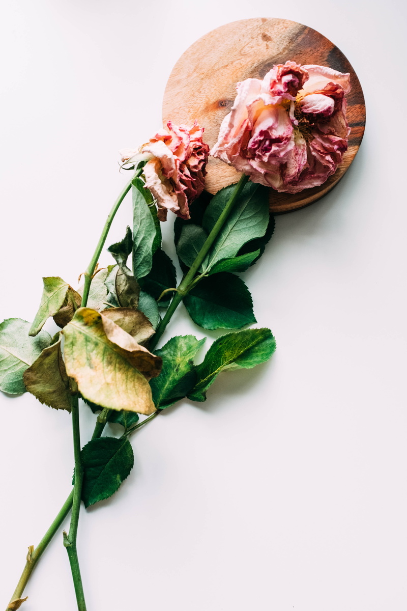 plant part, green, still life, leaf, herbs, plant, close-up, blossom, rose, minimal, no people, flower head, petal, pottery, food and drink, pink, indoors
