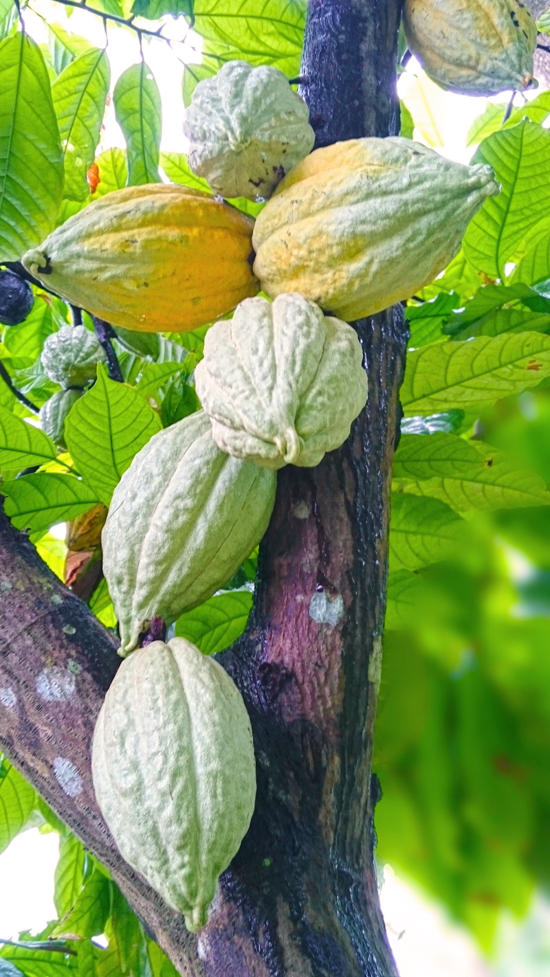 4K, close-up, vegetable, freshness, growth, plant part, wellbeing, crop, cocoa trees, green color, no people, plant, outdoors, agriculture, day, healthy eating