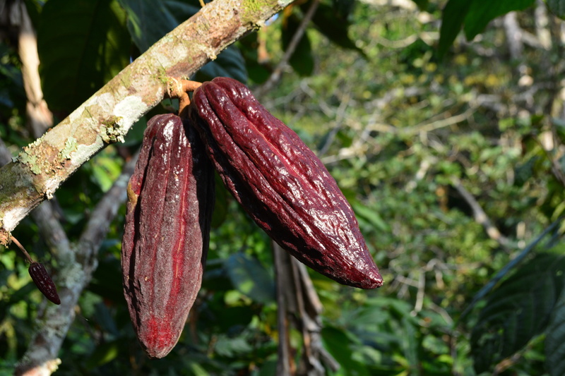 day, growth, cocoa fruit, cocoa, no people, healthy eating, fruit, cacao, 5K, plant, green color, beauty in nature, close-up, focus on foreground, cacao plant