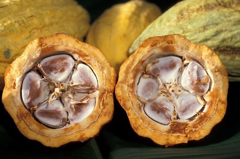 wellbeing, focus on foreground, cacao pod, fruit, cocoa beans, nature, cross section, halved, 1080P, flavor, chocolate, ingredient, tropical, fresh, slice