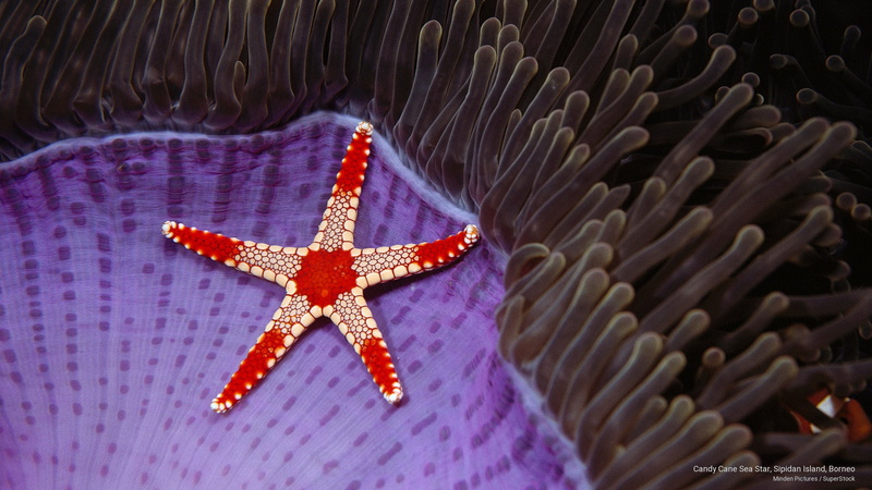 island, star, borneo, sea, sipidan, cane, Ocean Life, candy, 2K