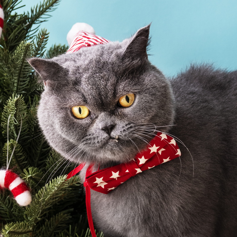 breed, pet, celebration, portrait, red, adorable, domestic cat, festive, no people, grey, season, bow tie, tie, whisker, looking at camera, star, christmas hat