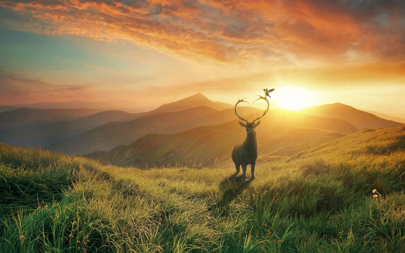 2K, HD, deer, 4k, 8k, sunset, Mountains