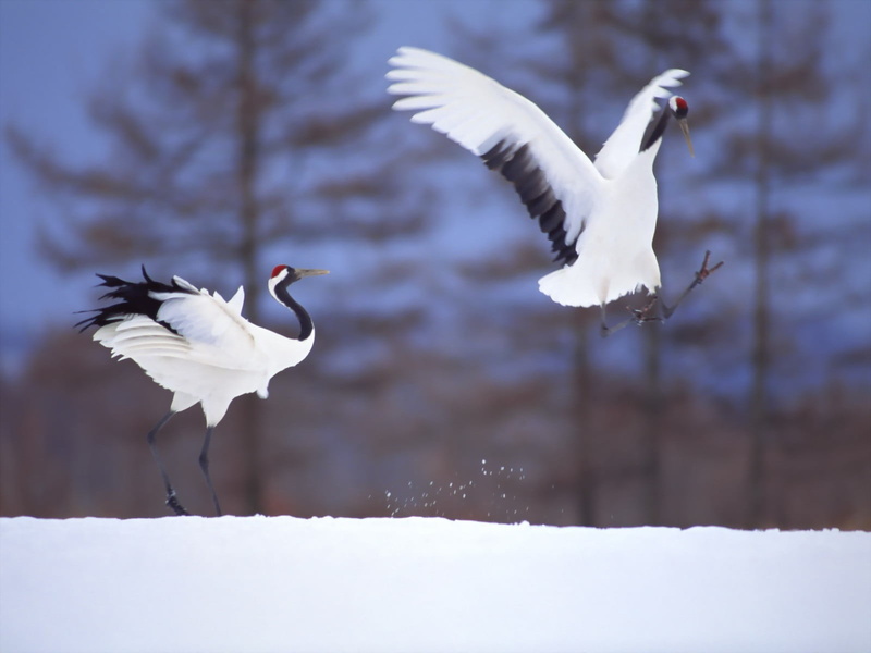 720P, animals in the wild, animals, flying, focus on foreground, two animals, animal themes, spread wings, animal wildlife, beauty in nature, day, cold temperature