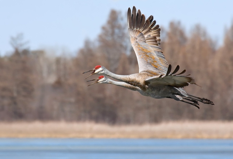 Bird, Birds, Wildlife, Crane, 1080P, Sandhill Crane