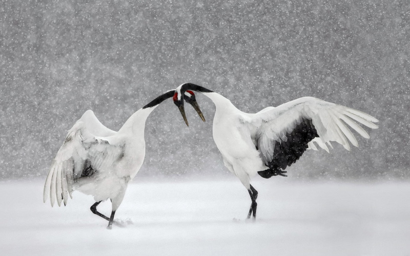 Winter, 1080P, Crane, Birds, Japanese crane, Bird, Snowfall, Wildlife