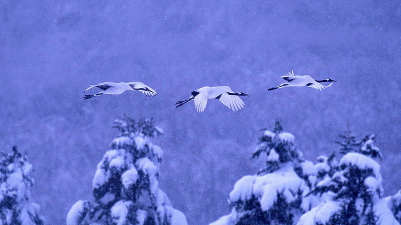 Japan, 1080P, snow, National Park akan, winter, Japanese crane, Hokkaido, birds