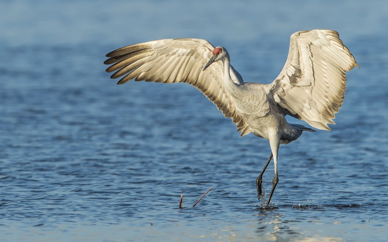 bird, water, Crane, sandhill, wings, 1080P