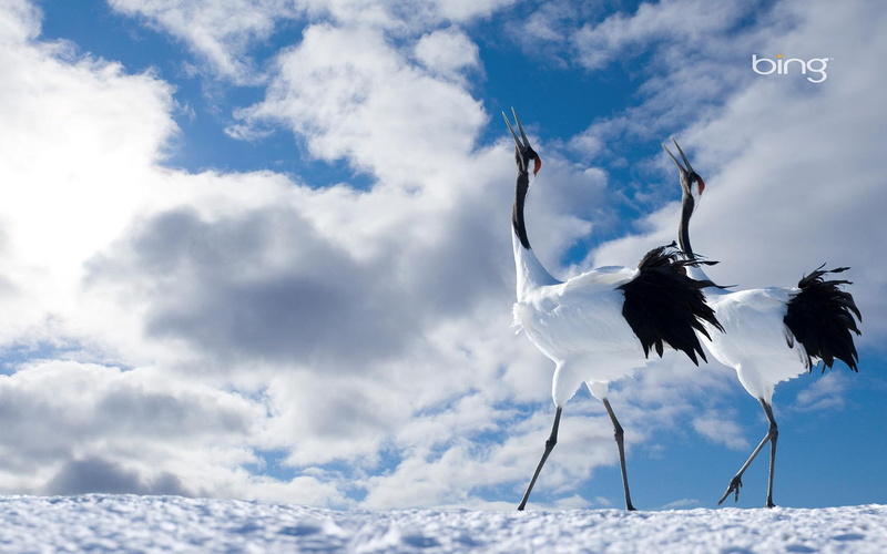 1080P, japanese, cranes, animals and birds