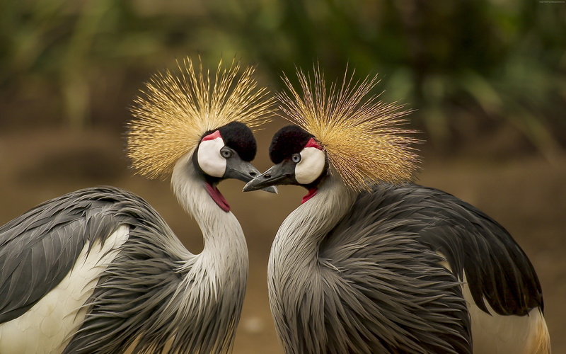 animal themes, crane - bird, day, two animals, animal wildlife, animals in the wild, beak, 4K, animal neck, focus on foreground, nature, crowned crane