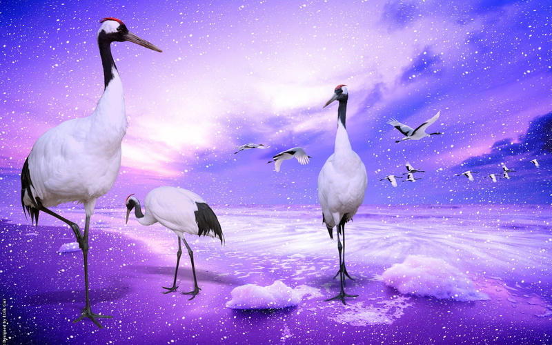 black, long, crowned, birds, red, 2K, legged, Paradise, Crane, poster, white