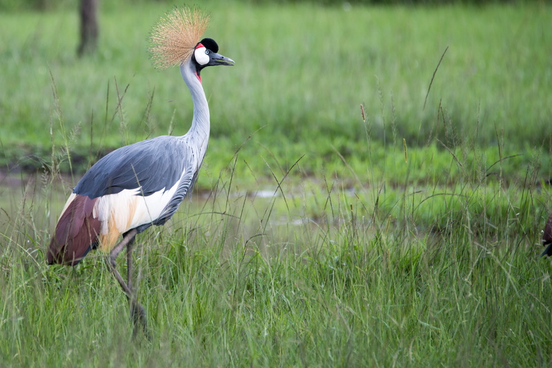bird, plant, crane - bird, crane, nature, animals in the wild, grass, land, animal wildlife, side view, vertebrate, day, no people, animal themes, animal