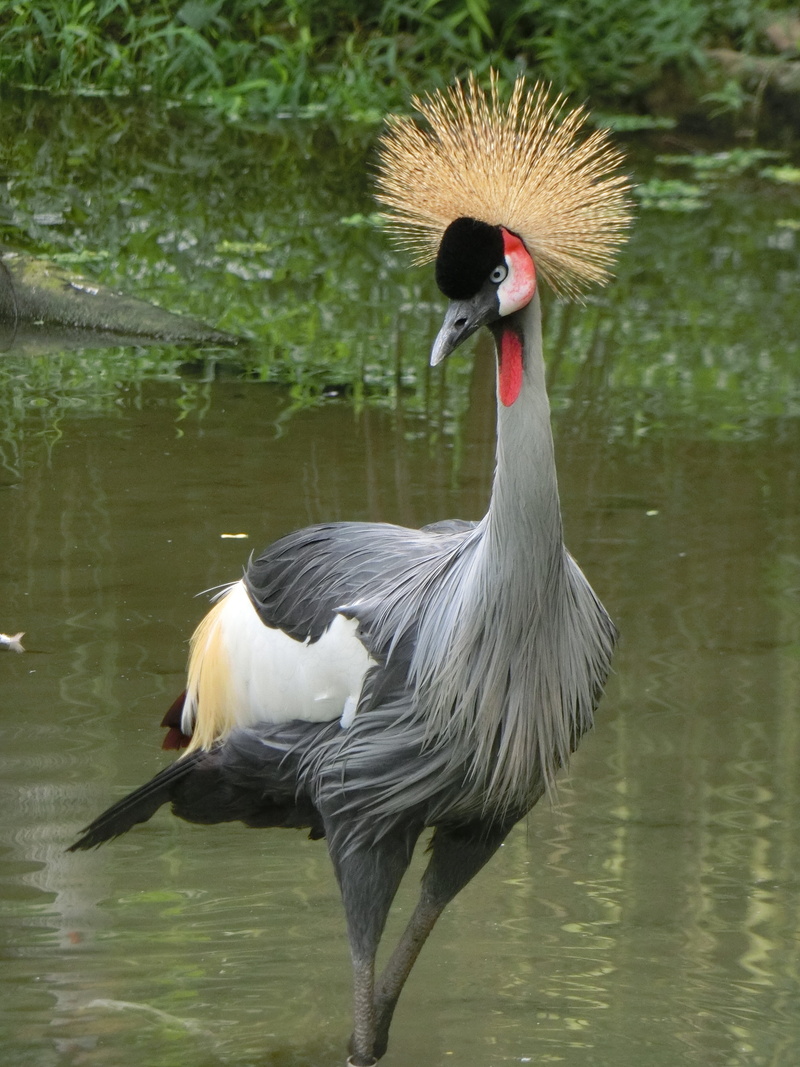 outdoors, animal neck, close-up, crowned, lake, grey, one animal, nature, water, beak, day, crane, beauty in nature, focus on foreground, 4K, crane - bird