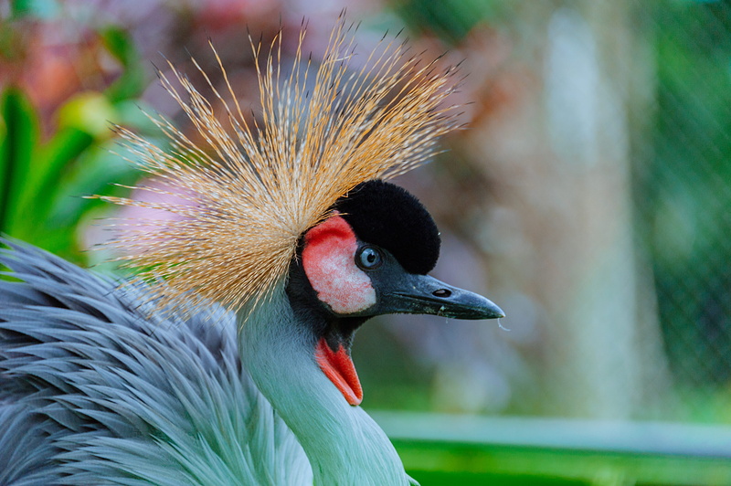beak, day, close-up, animal wildlife, selective, selective focus, crane, animal eye, one animal, animal themes, animals in the wild, wildlife, no people