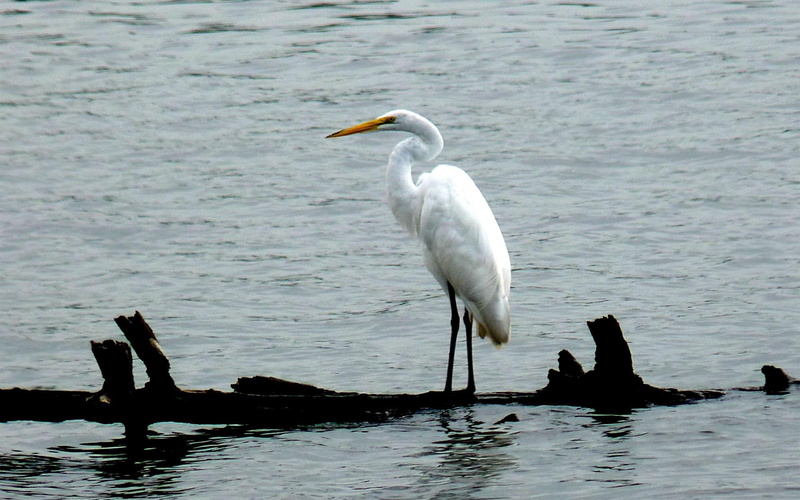 animals, white crane, water, bird, 1080P, egret, lake, mississippi
