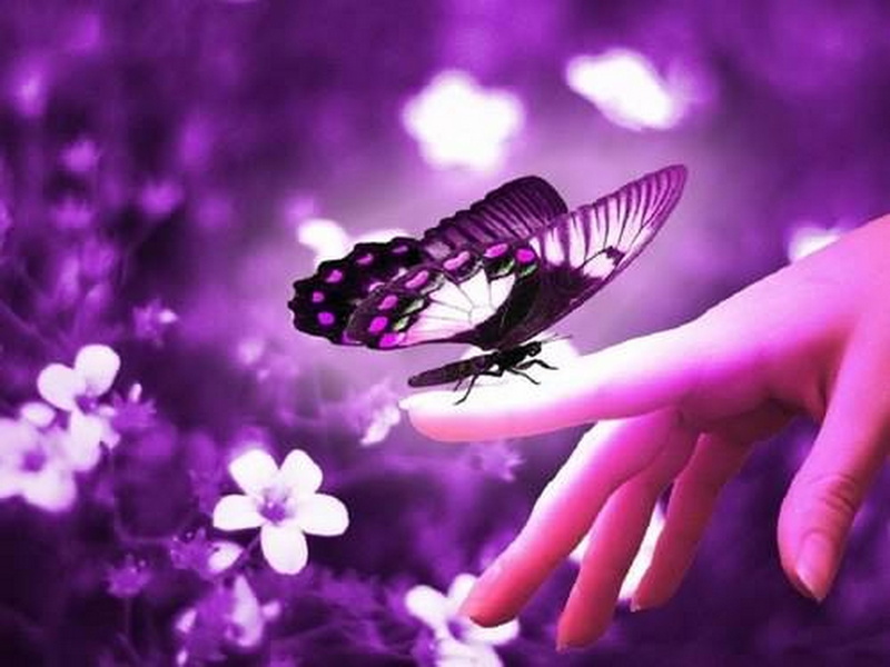 butterfly, flowers, 4K, finger
