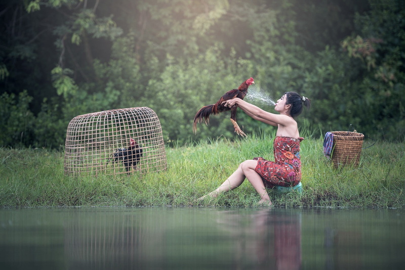 sitting, portrait, roosters, women, baskets, women outdoors, Asian, 720P, Thailand