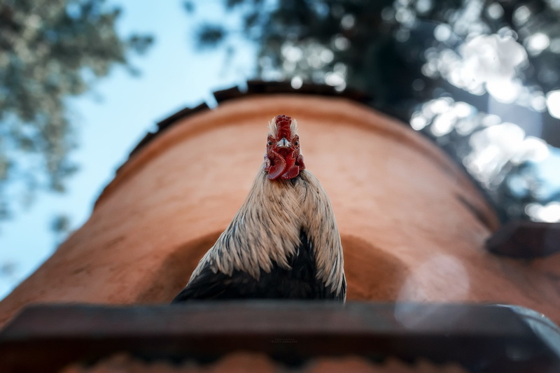 feather, animals, one animal, arts culture and entertainment, selective focus, nature, animal, outdoors, 1080P, close-up, bird, animals in the wild, single object
