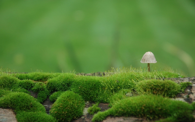 no people, Degradation, grass, beauty in nature, day, tree, food, close-up, fungus, growth, Mushroom, vegetable, toadstool, nature, green color, outdoors