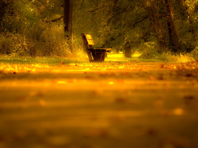 lonely, brown, orange Color, change, forest, 2K, autumn, outdoors, wooden, grass, sunlight, tranquility, land, nature, season, tranquil Scene, non-Urban Scene