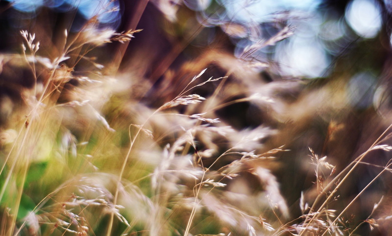 dry, meadow, sunlight, field, season, selective Focus, non-Urban Scene, agriculture, plant, brown, 2K, landscape, timothy grass, close-up, tranquility