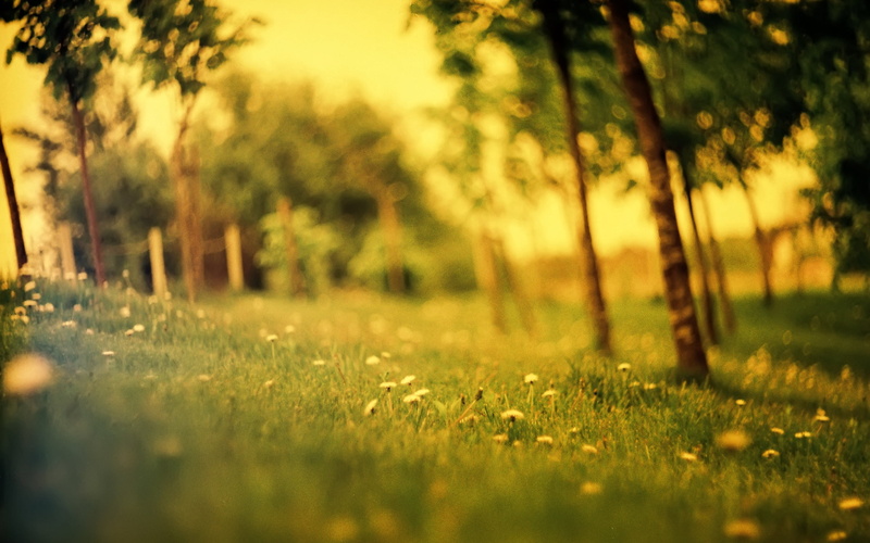 outdoors, green Color, tree, field, degradation, color Image, summer, orange Color, selective Focus, lush Foliage, landscape, colors, flowering plant, bright