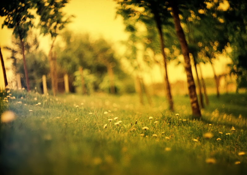grass, sunlight, green, nature, light - Natural Phenomenon, rural Scene, freshness, multi Colored, no People, yellow, day, color Image, non-Urban Scene