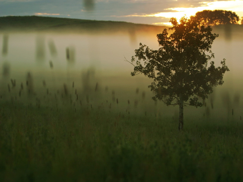dusk, tree, light - Natural Phenomenon, scenics, environment, beauty In Nature, land, hazy, leaf, backgrounds, scenics - nature, meadow, forest, sun, lake