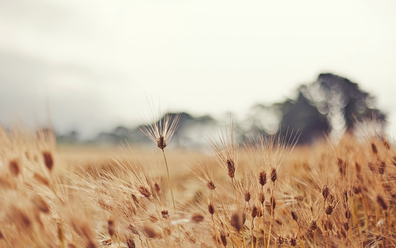 environment, freshness, ripe, stem, day, close-up, ears, wheat, land, flower, gold Colored, timothy grass, field, cloudy, barley, straw, meadow, degradation