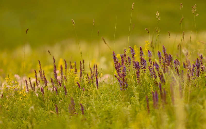 day, flowers, outdoors, plant, purple, growth, green color, lavender, flowering plant, beauty in nature, 720P, tranquility, flower, degradation, vulnerability