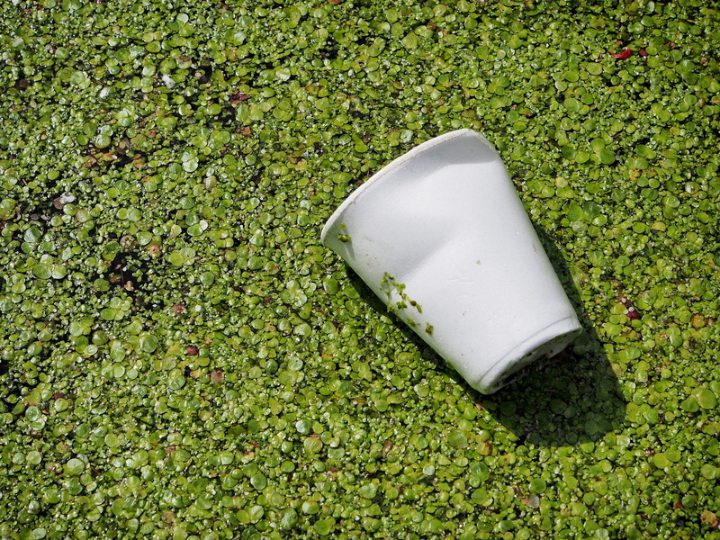 biodegradable, abandon, pollution, recycle, land, drink, degradable, cup, discarded, problem, trash, garbage, water, sustainability, lush foliage, high angle view