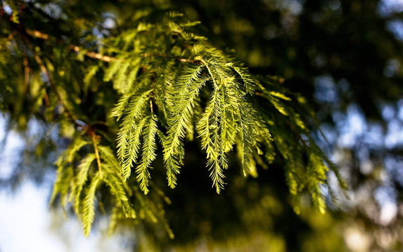 green, degradation, branches, fir-tree, 720P, coniferous