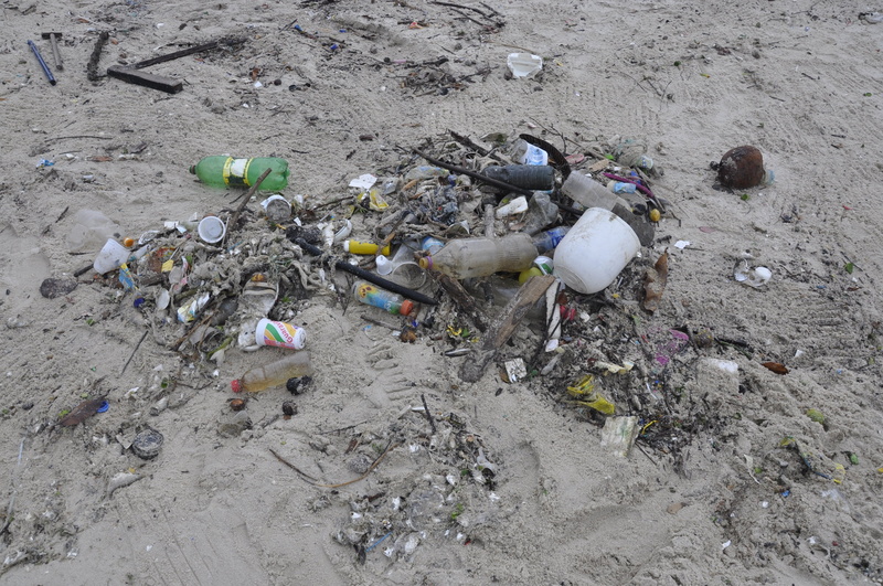 animal, messy, trash, garbage Dump, dirt, sand, landfill, 2K, animals in the wild, day, high angle view, group of animals, environmental issues, dirty