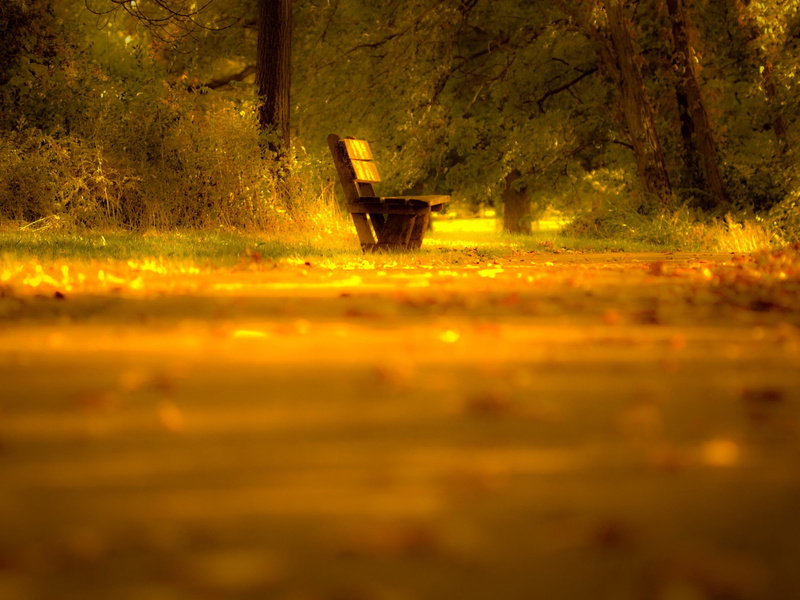 nature, field, surface level, orange color, land, sunlight, 2K, autumn, tree, change, outdoors, transportation, plant part, selective focus, no people