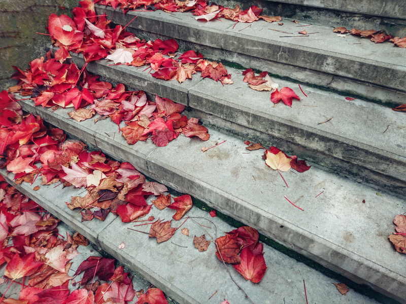 petal, flowering plant, wood - material, change, nature, freshness, flower, dry, plant part, 5K, day, red, leaves, close-up, autumn, gradually, stone