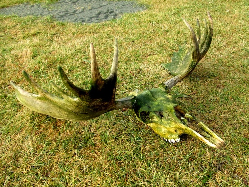 land, deer, elk, no people, 2K, high angle view, antler, plant, alaska, animal, field, wild, animal wildlife, close-up, nature, moose, animal body part