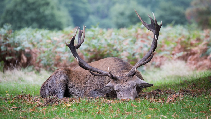 4K, 4K, animals, stag, hd, 3840x2160