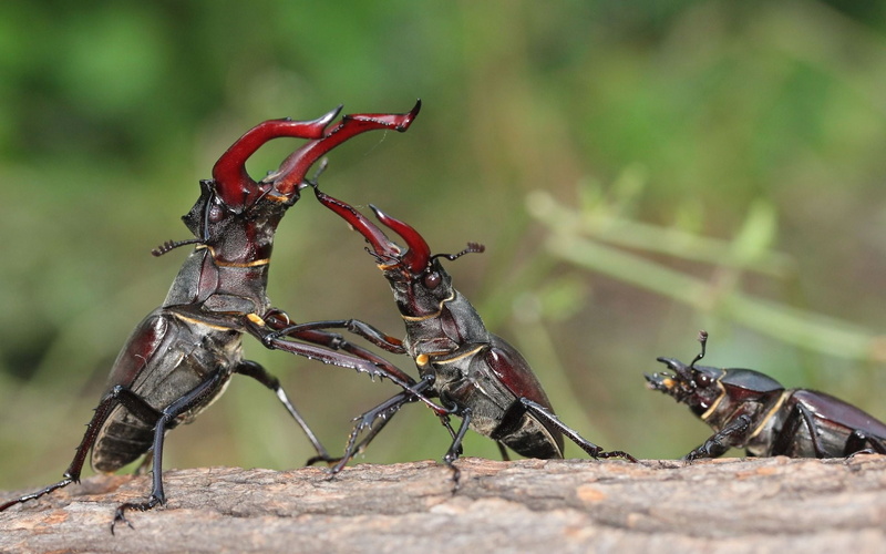no people, male, nature, wood - material, two animals, beetles, beetle, close-up, wildlife, stag, outdoors, insect, female, animal themes, invertebrate